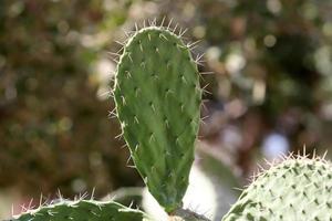 agujas muy afiladas en las hojas de un gran cactus. foto