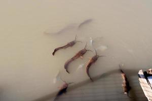 Large catfish swim in a river in northern Israel. photo