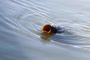 Large catfish swim in a river in northern Israel. photo