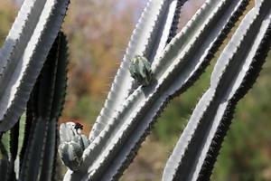 Very sharp needles on the leaves of a large cactus. photo