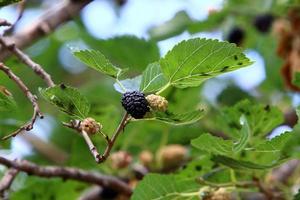 Ripe mulberry on a background of green leaves. photo