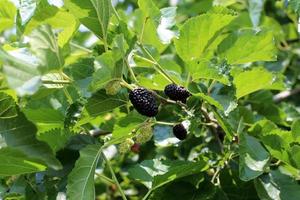 Ripe mulberry on a background of green leaves. photo