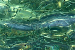 los peces nadan en agua de mar en la costa mediterránea. foto