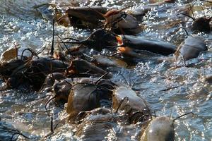 Large catfish swim in a river in northern Israel. photo