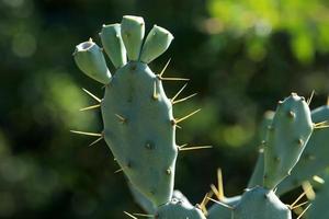 Very sharp needles on the leaves of a large cactus. photo