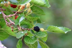 Ripe mulberry on a background of green leaves. photo