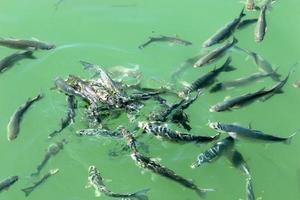 Fish swim in sea water on the Mediterranean coast. photo