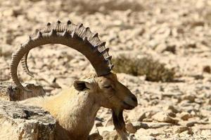 Wild mountain goats in southern Israel. photo