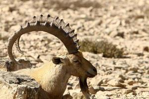 Wild mountain goats in southern Israel. photo