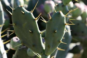 Very sharp needles on the leaves of a large cactus. photo