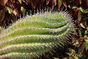 Very sharp needles on the leaves of a large cactus. photo