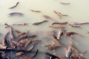 grandes bagres nadan en un río en el norte de israel. foto