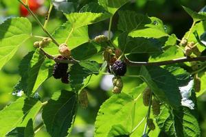 Ripe mulberry on a background of green leaves. photo