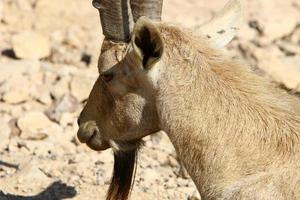 Wild mountain goats in southern Israel. photo