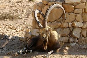 Wild mountain goats in southern Israel. photo