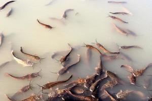 grandes bagres nadan en un río en el norte de israel. foto