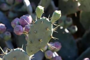 Very sharp needles on the leaves of a large cactus. photo