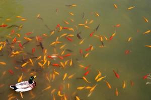 peces de colores nadan en un lago con agua dulce. foto