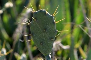 Very sharp needles on the leaves of a large cactus. photo