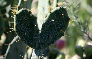 Very sharp needles on the leaves of a large cactus. photo