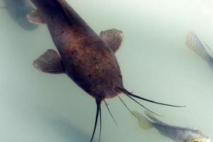 Large catfish swim in a river in northern Israel. photo