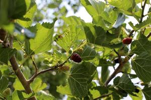 Ripe mulberry on a background of green leaves. photo