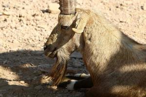 Wild mountain goats in southern Israel. photo