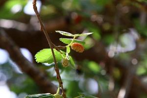 Ripe mulberry on a background of green leaves. photo