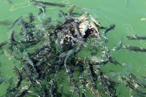 Fish swim in sea water on the Mediterranean coast. photo