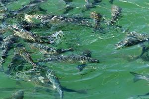 Fish swim in sea water on the Mediterranean coast. photo