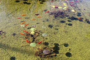 peces de colores nadan en un lago con agua dulce. foto