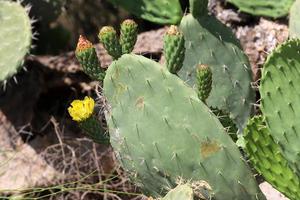 agujas muy afiladas en las hojas de un gran cactus. foto
