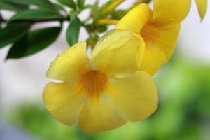 Amazing large yellow flowers in nature environment photo