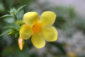 Blooming yellow flower close up picture photo