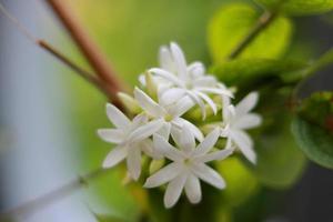 Amazing white flowers on nature background photo