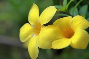 Beautiful yellow flower isolated on nature background photo
