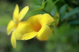 Amazing large yellow flowers in nature environment photo