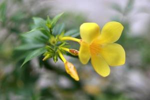 Blooming yellow flower close up picture photo