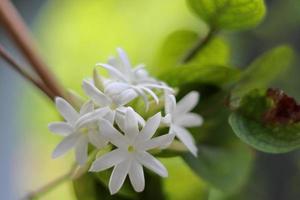 Amazing white flowers on nature background photo