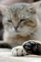 Sad tabby cat lying on a soft sofa outdoors and resting with paw in focus photo