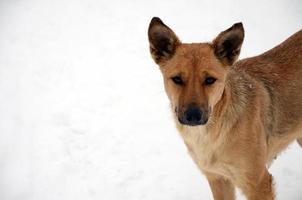 un perro callejero sin hogar. retrato de un triste perro naranja sobre un fondo nevado foto