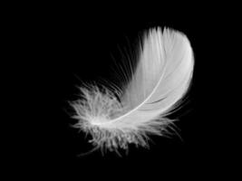 pluma de pájaro esponjosa blanca sobre un fondo negro. la textura de una delicada pluma. enfoque suave foto