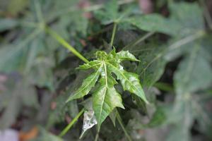 enfoque selectivo de la hoja joven cnidoscolus aconitifolius, comúnmente conocida como chaya, espinaca de árbol o daun pepaya jepang en indonesia foto