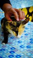 a striped cat is scratching its head by someone with blur overlay photo