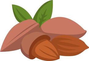 Almond fruit, illustration, vector on white background