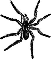 tarántula o una araña grande, ilustración antigua. vector