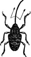 Chestnut Weevil, vintage illustration. vector