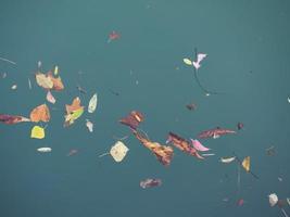 leaves floating on river water photo