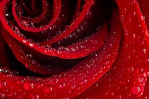 Beautiful red rose flower and water drops on the petals close-up. Macrophotography. The selected sharpness.