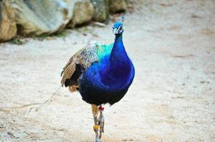 Beautiful Male peacock walking alone. photo